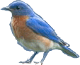 right facing bluebird