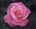 Rose_Pink