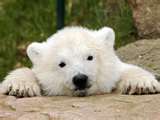 Cutie bear!