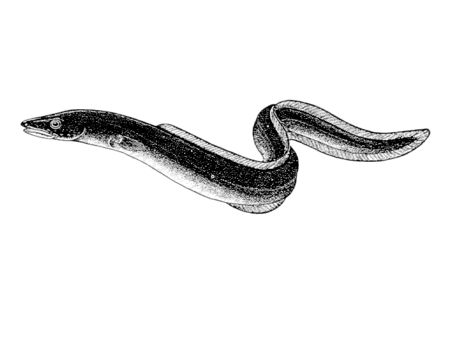 Conger