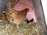 Mother_hen_with_chicks