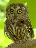 owl