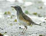 thrush