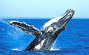 whale