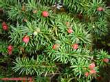 yew