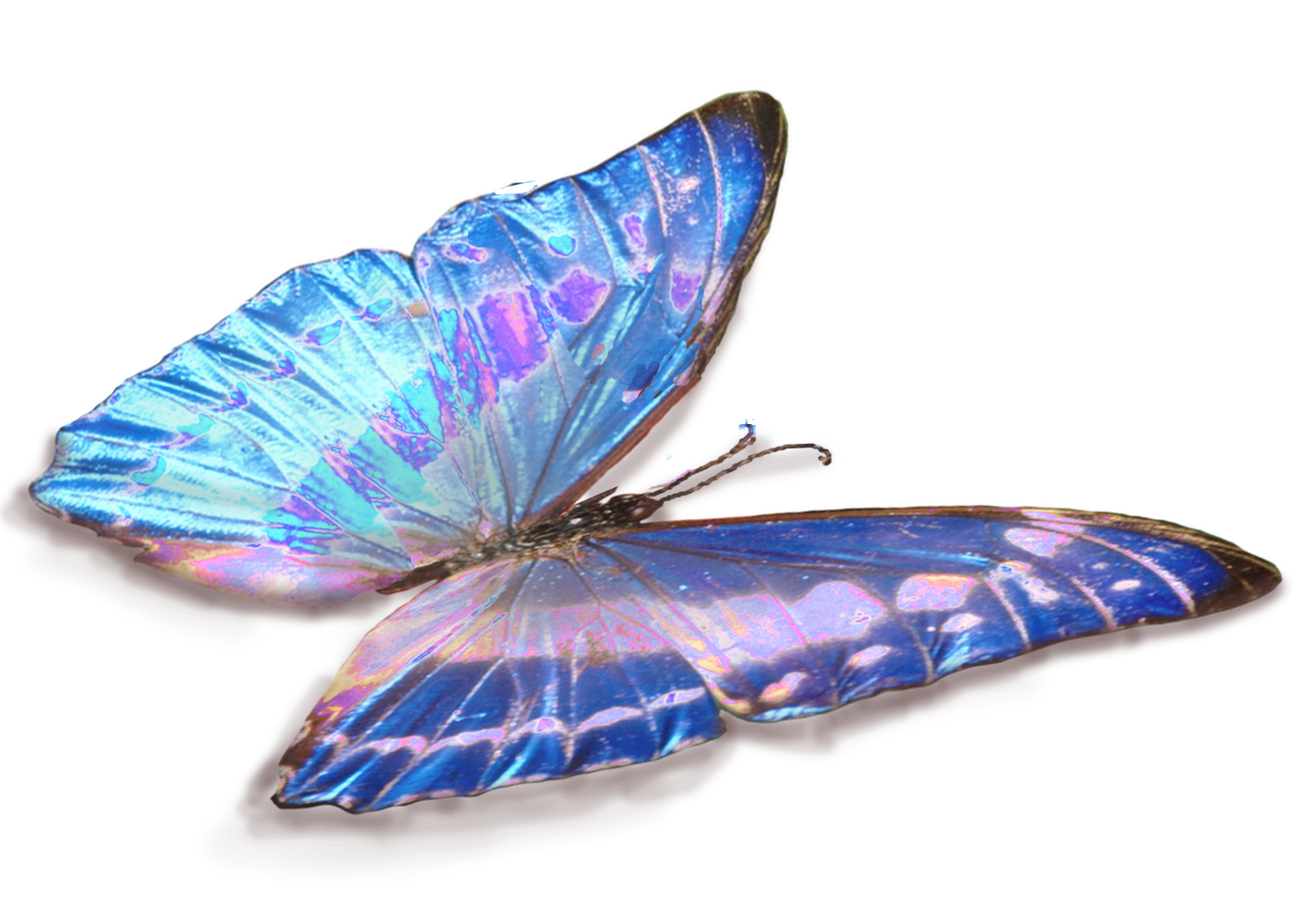 Image of a butterfly